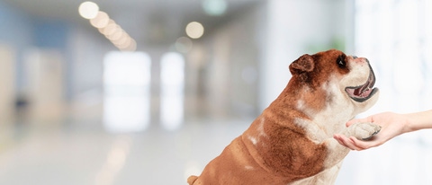 Glysantin mascot dog shaking hand Glysantin mascot dog shaking hand